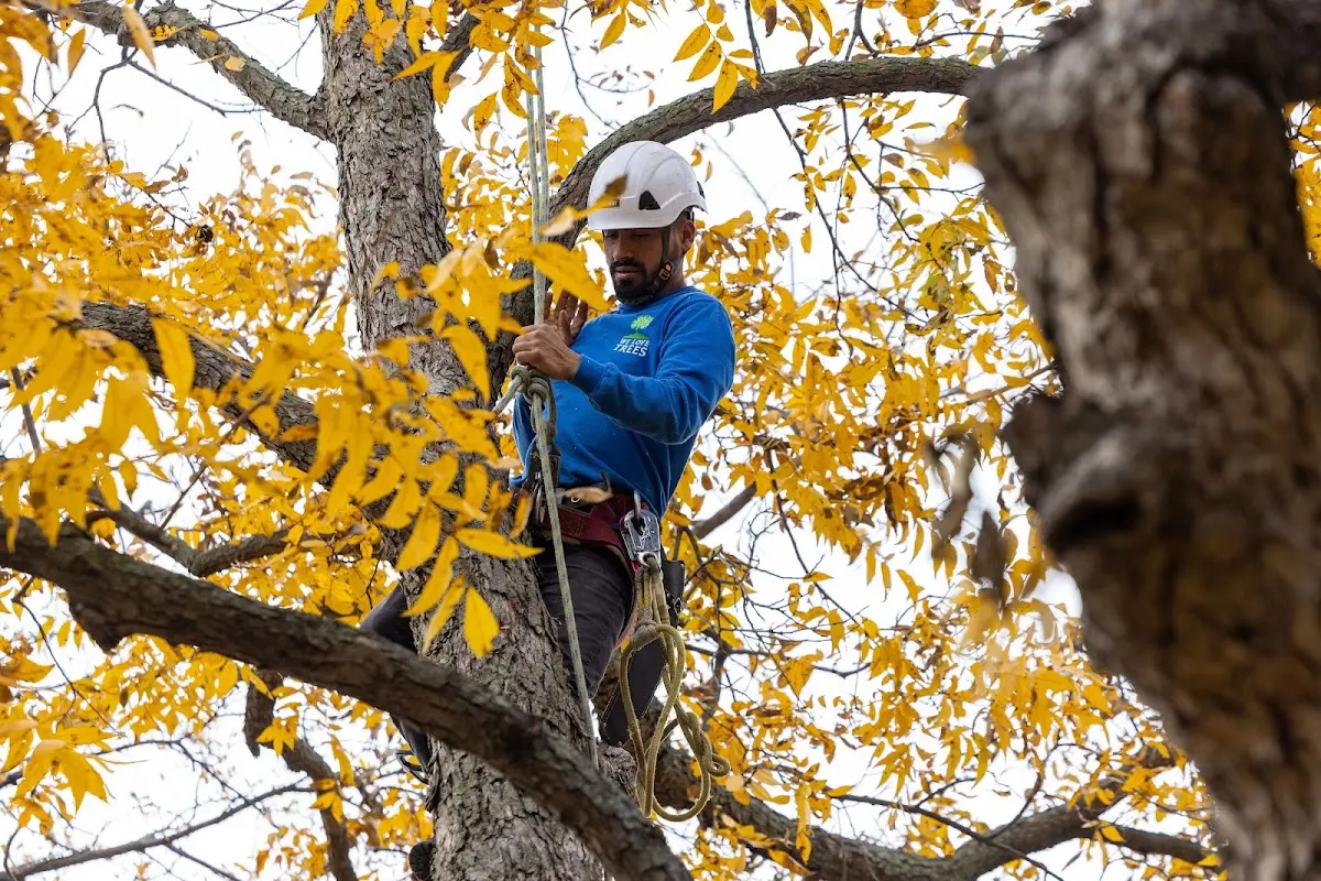 Skilled Emergency Tree Service crew working in Denmark